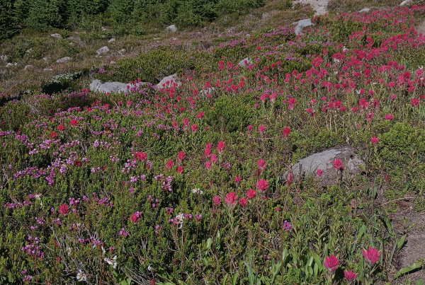 Wildflowers in dim light: paintbrush and heather